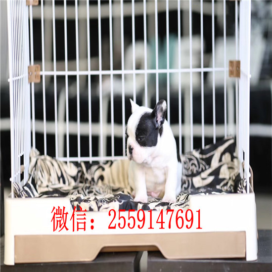 重庆哪里卖黑白法牛 重庆哪里卖纯种法牛犬 奶