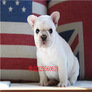 大连哪里有卖黑色法国斗牛犬斗牛犬图片斗牛犬