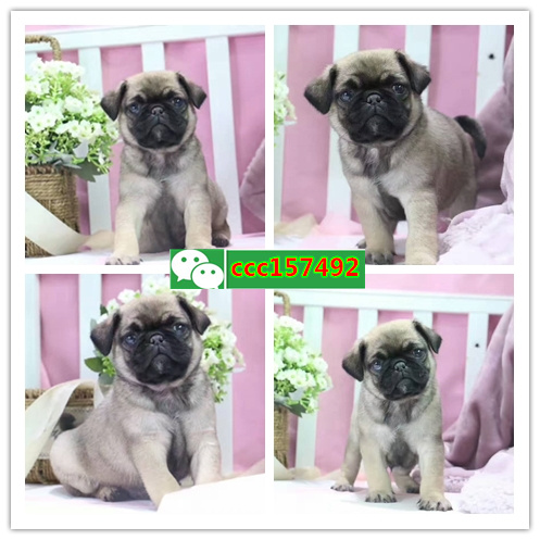 北京哪里可以买到健康纯种的小狗 北京本地宠物狗