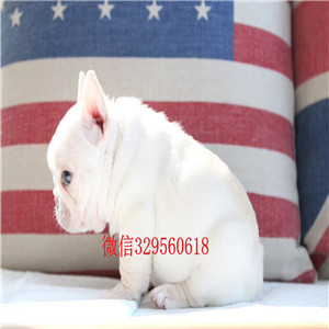 定西哪里能买到纯种健康斗牛犬斗牛犬犬舍斗牛