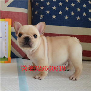 定西哪里有卖黑色法国斗牛犬斗牛犬出售双血统斗牛犬