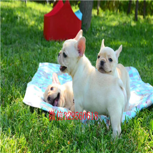 厦门哪里有卖纯种健康斗牛犬斗牛犬图片斗牛犬哪里有