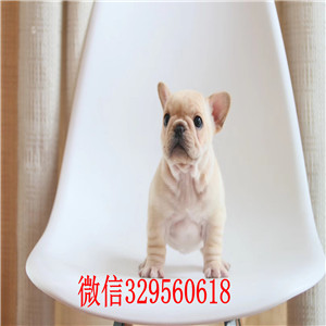  云南玉溪哪里有法国斗牛犬出售 法牛哪里的价格便宜 奶油价格