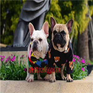 陇南哪里能买到纯种健康斗牛犬斗牛犬图片斗牛