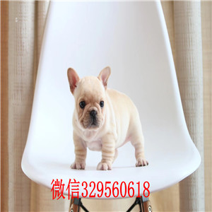  云南玉溪哪里有法国斗牛犬出售 法牛哪里的价格便宜 奶油价格