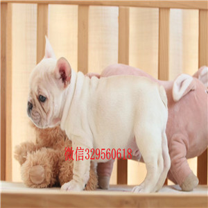 白山出售奶油色法国斗牛犬疫苗齐全斗牛犬哪里