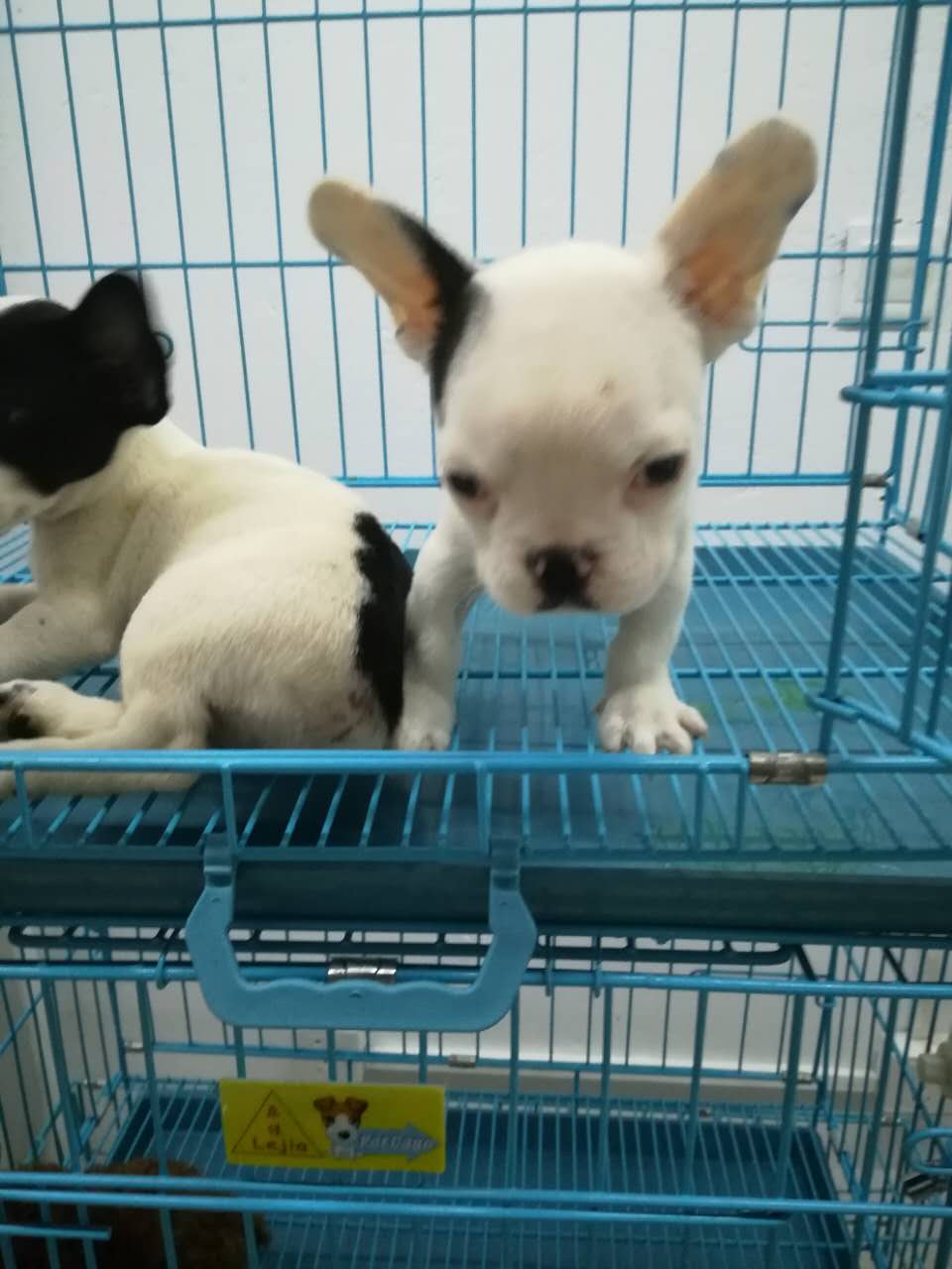 北京哪里可以买到健康纯种的小狗 北京本地宠