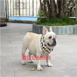 南昌出售纯种健康斗牛犬斗牛犬价格斗牛犬哪里