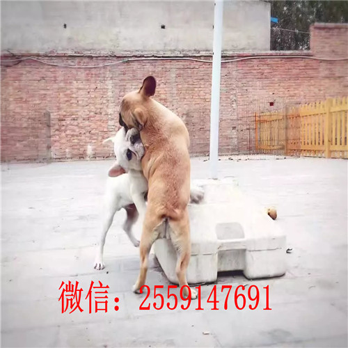 黄石哪里卖纯种法国斗牛犬 黑白法牛怎么卖 奶油色法牛多少钱