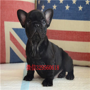 咸宁犬舍促销价转让优质斗牛犬 花色齐全保证