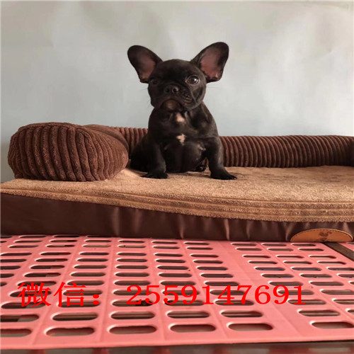 黄石法牛犬舍 黄石奶油色法牛怎么卖 黄石黑白