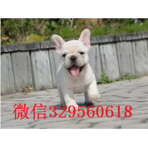厦门哪里有纯种法国斗牛犬出售 法斗哪里的好 法牛幼犬好一点的多少钱 价格