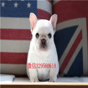 朔州螺旋尾法斗幼犬 小方体法斗幼犬 实物拍摄