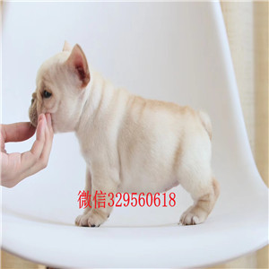 哈尔滨哪里出售奶油色法国斗牛犬高品质法斗出售法牛多少钱