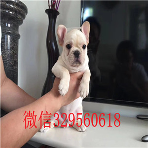 厦门哪里有纯种法国斗牛犬出售 法斗哪里的好 法牛幼犬好一点的多少钱 价格