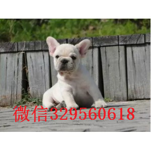 哈尔滨哪里有法国斗牛犬出售 大鼻筋法斗幼犬哪里繁殖的好 法牛幼犬犬舍 法斗图片多少钱