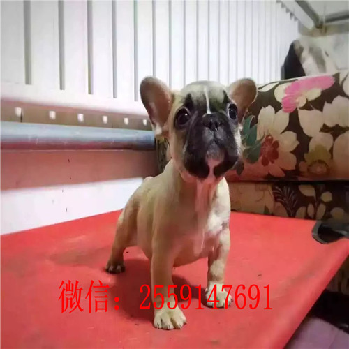 黄石哪里卖纯种法国斗牛犬 黑白法牛怎么卖 奶油色法牛多少钱