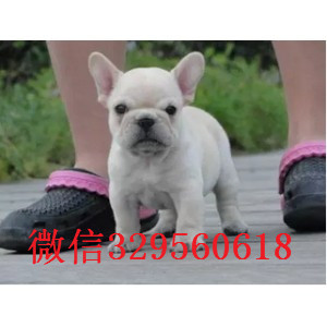 厦门哪里有纯种法国斗牛犬出售 法斗哪里的好 法牛幼犬好一点的多少钱 价格
