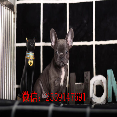 黄石哪里卖纯种法国斗牛犬 黑白法牛怎么卖 奶