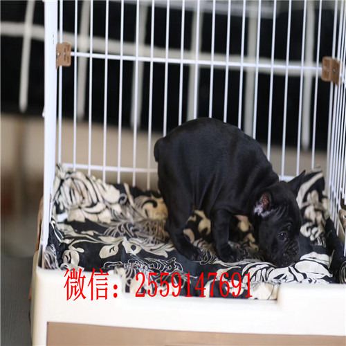 重庆法牛犬舍 重庆纯种法牛多少钱 重庆黑白法
