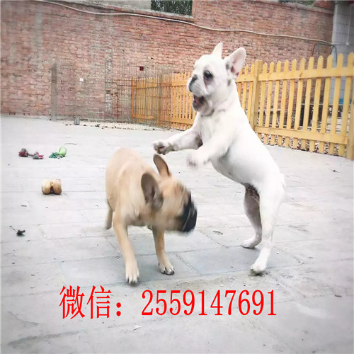 襄樊法牛犬舍 襄樊纯种法牛多少钱 襄樊黑白法