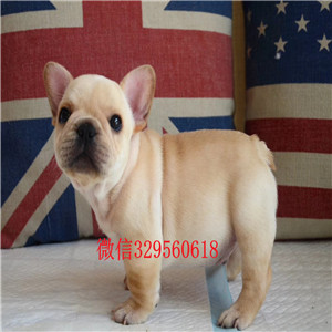 锡林郭勒哪里卖法国斗牛犬法国斗牛犬价格黑白花法斗犬纯种法国斗牛犬出售