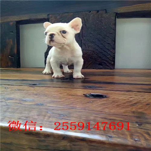 十堰法牛犬舍 十堰纯种法牛多少钱 十堰黑白法牛怎么卖的 十堰奶油色法牛