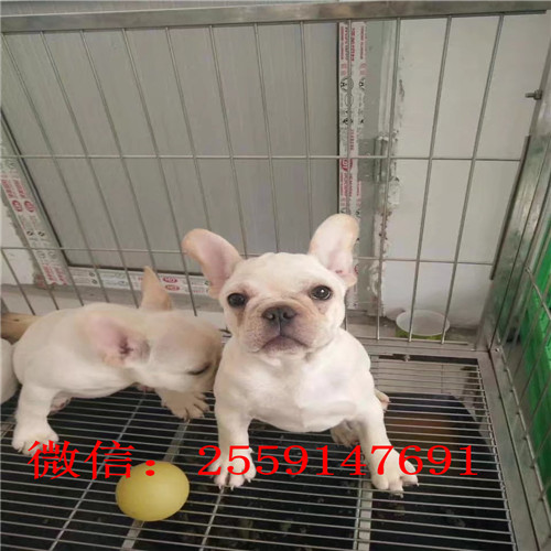 衡阳法牛犬舍 衡阳纯种法牛多少钱 衡阳黑白法牛怎么卖的 衡阳奶油色法牛