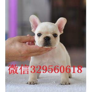 哈尔滨哪里有法国斗牛犬出售 大鼻筋法斗幼犬