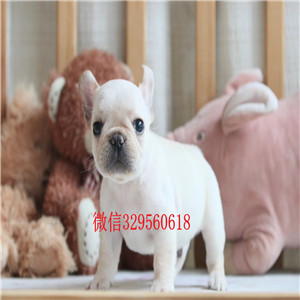 汕头温馨法牛 孩子的伴侣 专业培育高端宠物犬