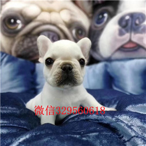 赤峰纯血统法国斗牛犬幼犬、可看狗狗父母照片、质保健康90天