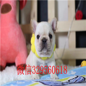 出售精品法国斗牛犬 打完疫苗证书齐全