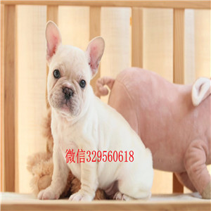 西城法国斗牛犬繁殖,血统纯正带证书签协议包养活