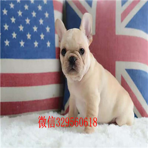 长沙哪里有卖法国斗牛犬的，纯种健康法国斗牛犬多少钱