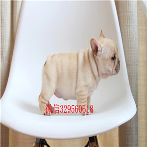 东城正规狗场出售高气质的斗牛犬 可随时视频看种犬