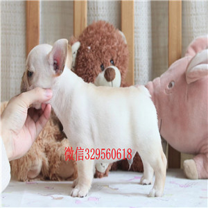 岳阳犬舍促销价转让优质斗牛犬 花色齐全保证