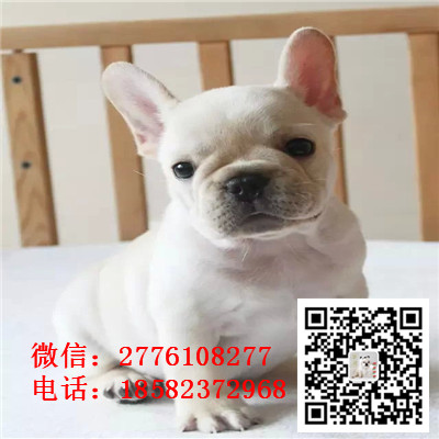 青岛哪里有法国斗牛犬出售 法牛幼犬哪里的比
