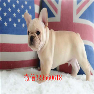 长沙哪里有卖法国斗牛犬的，纯种健康法国斗牛犬