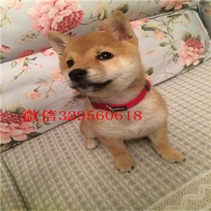 西安哪里有卖奶油血法国斗牛犬纯种健康法牛出售法斗繁殖场