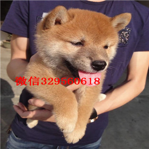 襄樊出售纯种法国斗牛犬带血统法斗法牛图片