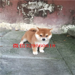 琼中哪里有法国斗牛犬带血统法斗法牛多少钱