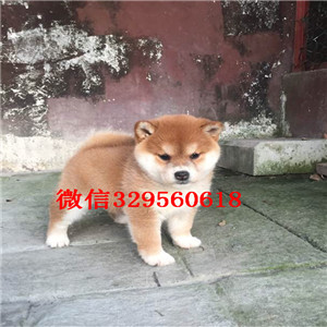 陇南哪里有卖奶油血法国斗牛犬纯种健康法牛出