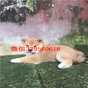 镇江哪里能买到法斗高品质法牛法牛图片