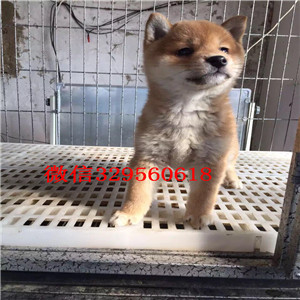 哈尔滨哪里有法国斗牛犬高品质法牛法牛犬舍