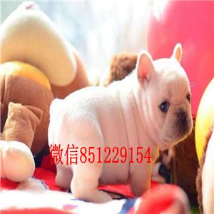 济南家养斗牛犬热卖中品种齐全疫苗驱虫已做