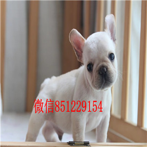 青岛繁育基地出售极品斗牛犬 多个品种欢迎上