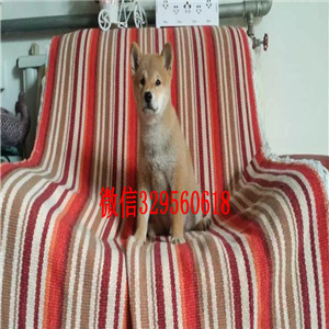 黄山哪里有法国斗牛犬高品质法牛法牛犬舍