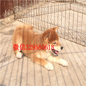 林芝哪里能买到奶油色法国斗牛犬高品质法斗出