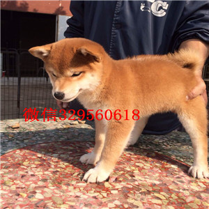 汕尾哪里卖法国斗牛犬奶油色黑白花法牛法牛多