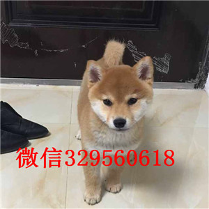 青岛哪里卖法国斗牛犬高品质法牛法牛多少钱